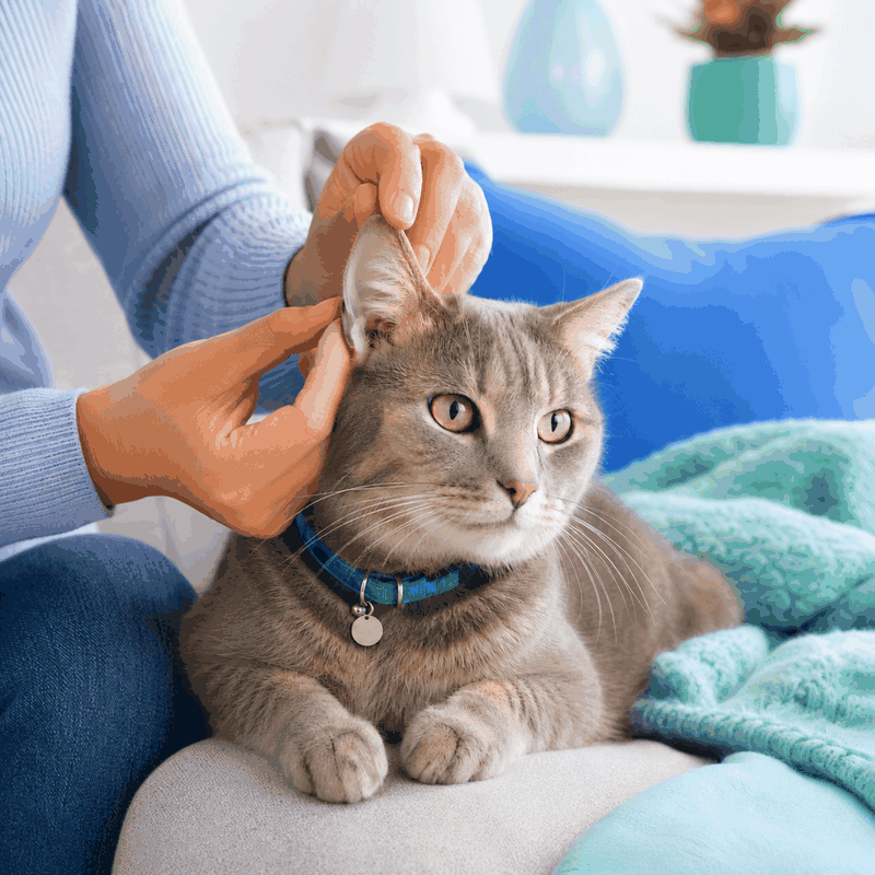 Ear infections